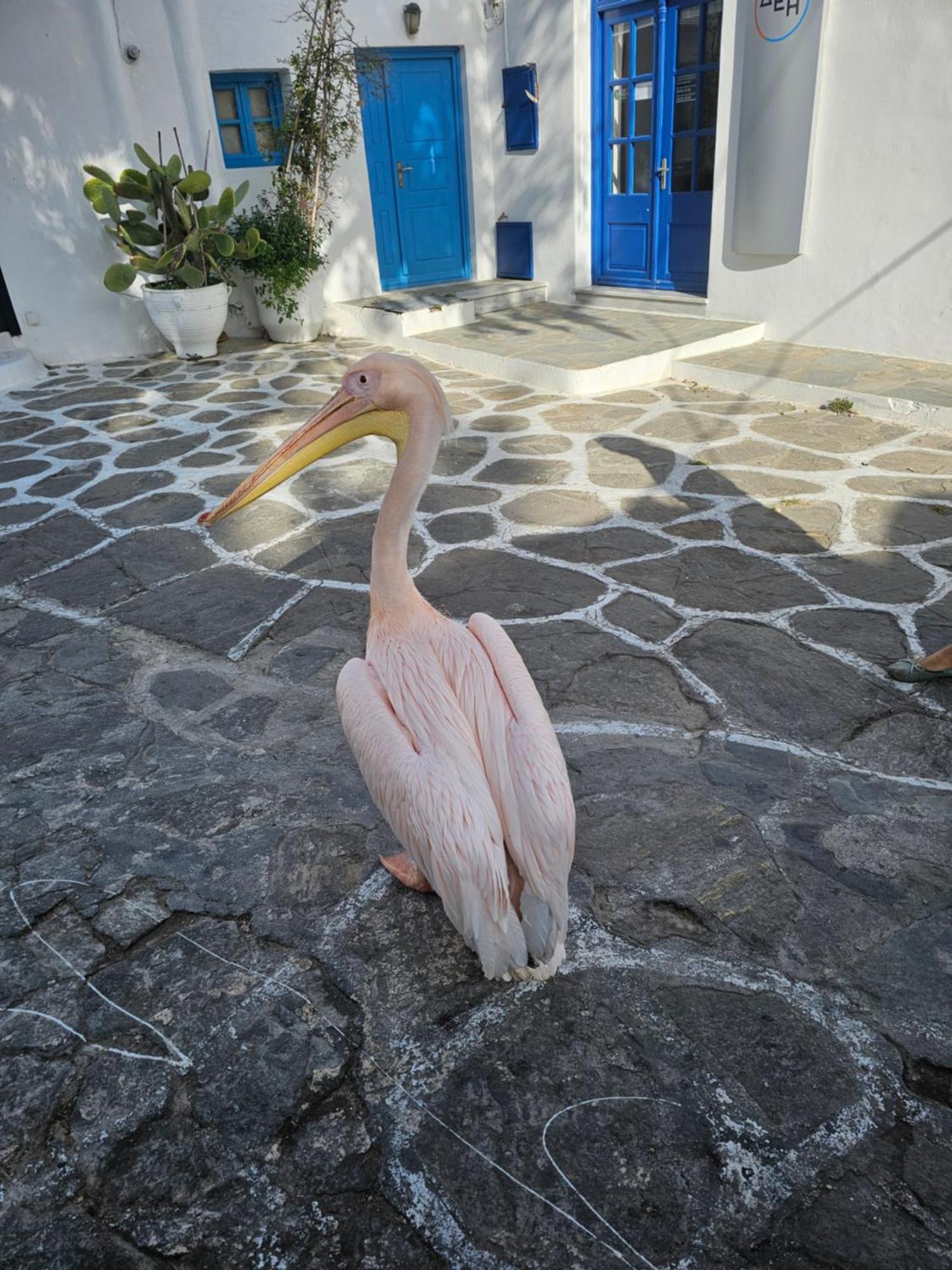 Lalaland Apartment Mykonos Town Exterior foto